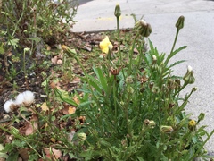 Urospermum picroides