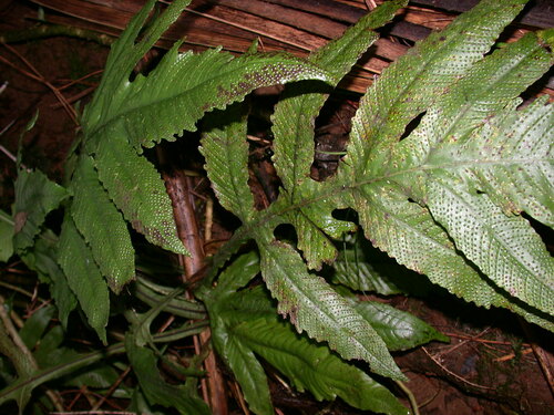Tectaria decurrens observed 2004-11-21
