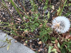 Urospermum picroides