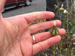 Urospermum picroides