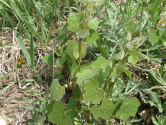 Menispermum dauricum