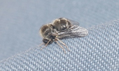 Turbopsebius diligens