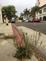 Urospermum picroides