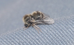 Turbopsebius diligens