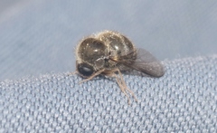 Turbopsebius diligens