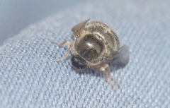 Turbopsebius diligens