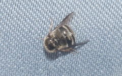 Turbopsebius diligens