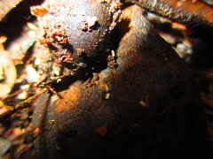 Solenopsis molesta