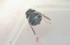 Turbopsebius diligens