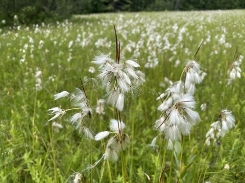 Thinleaf cottonsedge (Eriophorum viridicarinatum)