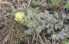 Castilleja mollis