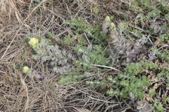 Castilleja mollis