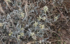 Astragalus miguelensis