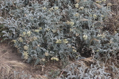 Astragalus miguelensis