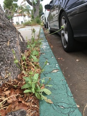 Urospermum picroides