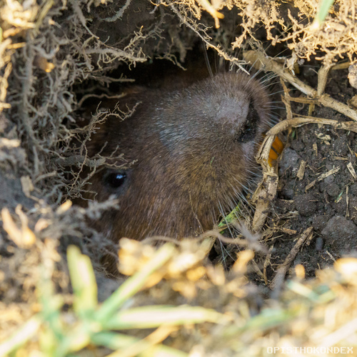 Merriam's Pocket Gopher