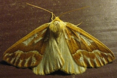 Caripeta piniata