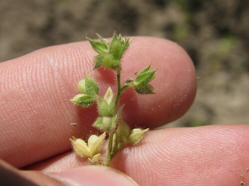 Image of Veronica argute by (c) Anders Hastings, some rights reserved (CC BY)