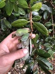 Feijoa sellowiana