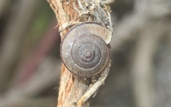 Helminthoglypta ayresiana