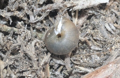 Helminthoglypta ayresiana