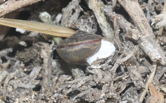 Helminthoglypta ayresiana