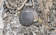 Helminthoglypta ayresiana