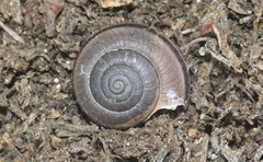 Helminthoglypta ayresiana