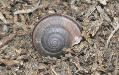 Helminthoglypta ayresiana