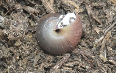 Helminthoglypta ayresiana