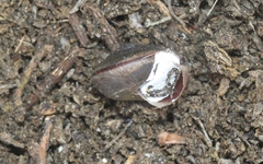 Helminthoglypta ayresiana