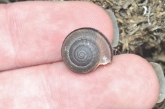 Helminthoglypta ayresiana