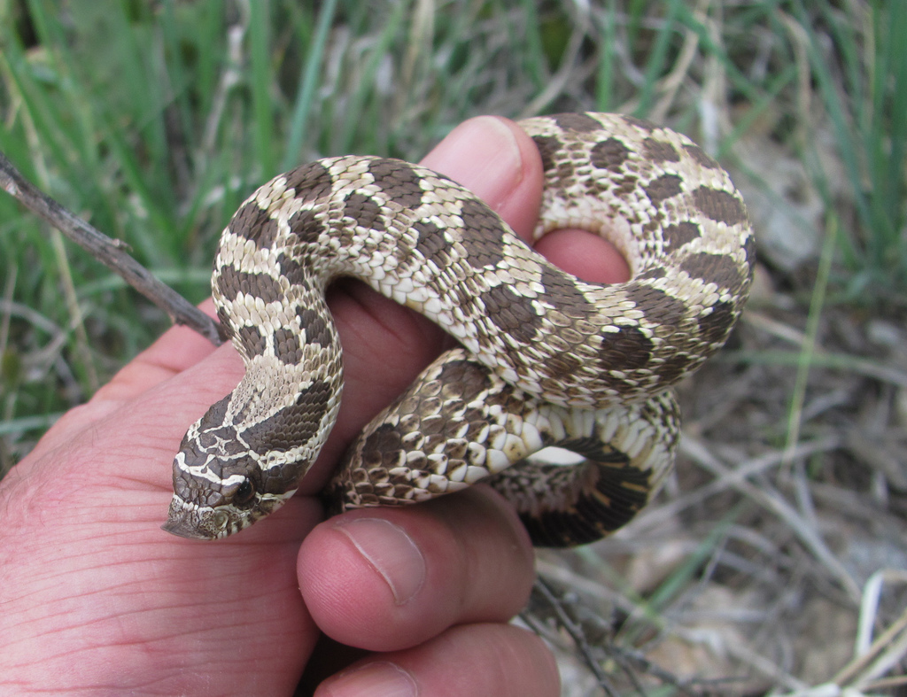 More Western Hognose playing dead photos