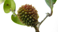 Chaetocarpus myrsinites