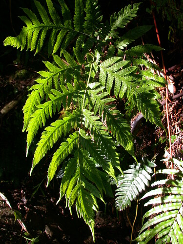 Tectaria jardinii observed 2003-02-02