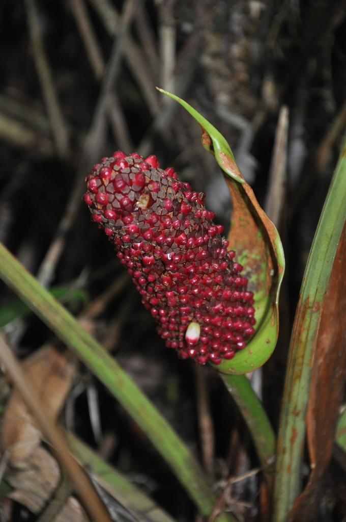 Anthurium tysonii Croat