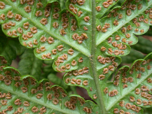 Tectaria jardinii observed 2003-07-22