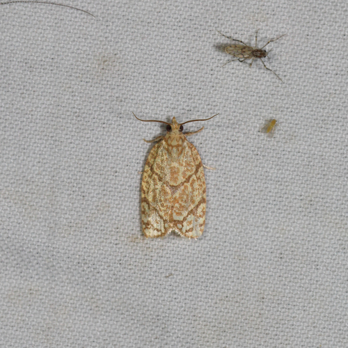 Yellow-winged Oak Leafroller Moth photo 3