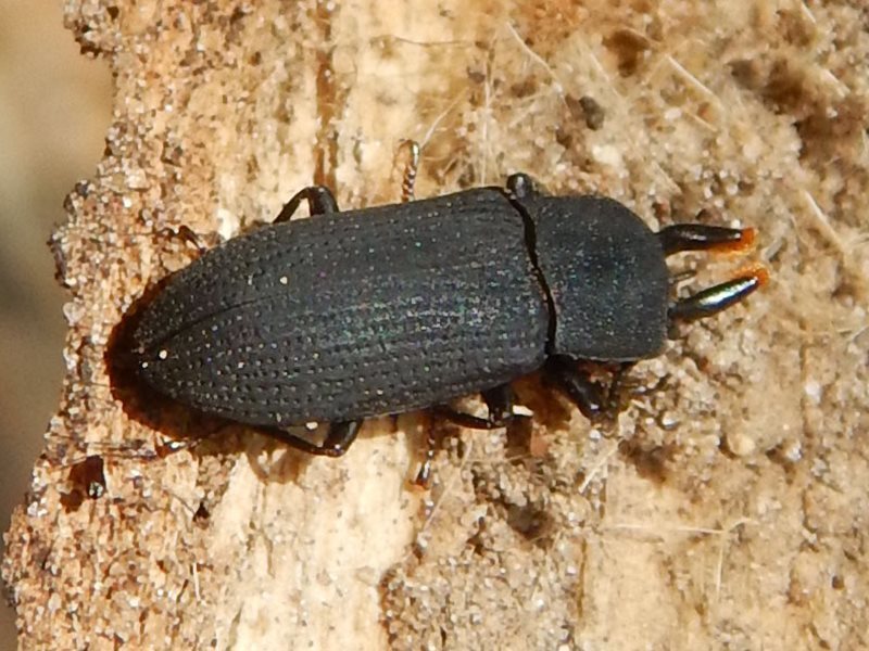 Toxicum quadricorne