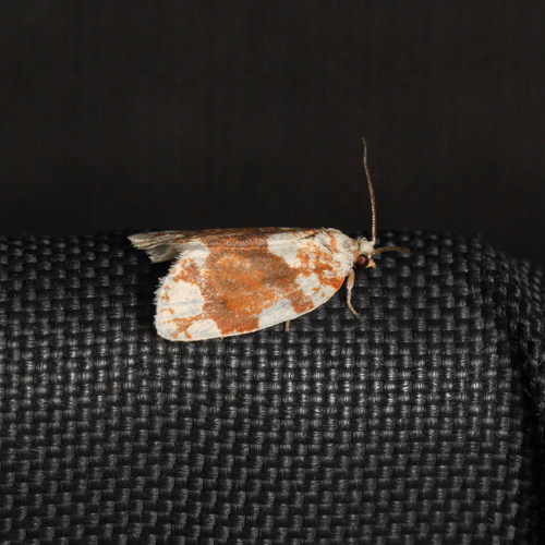 White-spotted Leafroller Moth photo 4