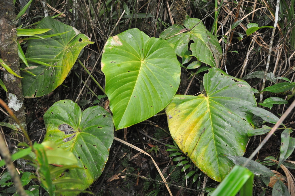 Anthurium tysonii Croat 2