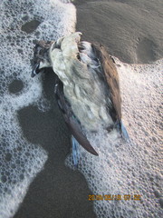 Pelecanoides urinatrix