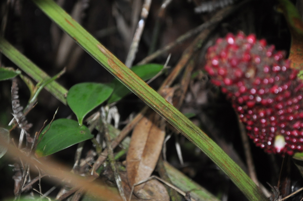 Anthurium tysonii Croat 3