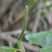 Anthurium cinereopetiolatum