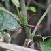 Anthurium cinereopetiolatum 2