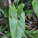Anthurium cinereopetiolatum 3