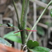 Anthurium cinereopetiolatum 4