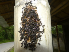 Metapolybia