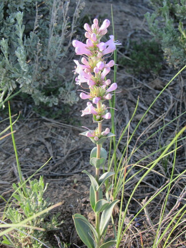 Image of Penstemon cyathophorus by (c) Anders Hastings, some rights reserved (CC BY)