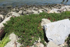 Carpobrotus aequilaterus